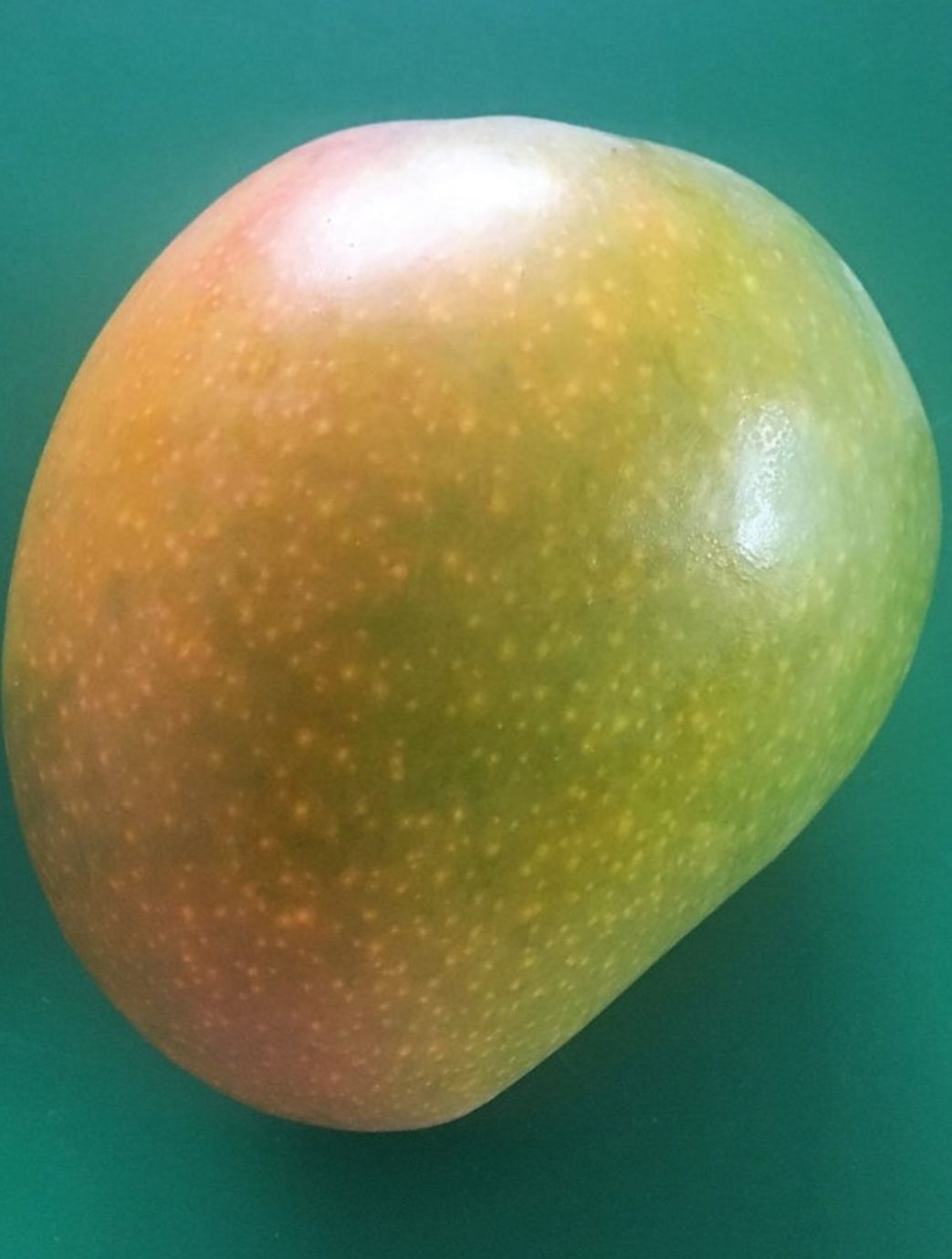 Mango (Florigan) Grafted Advanced - 80-100cm