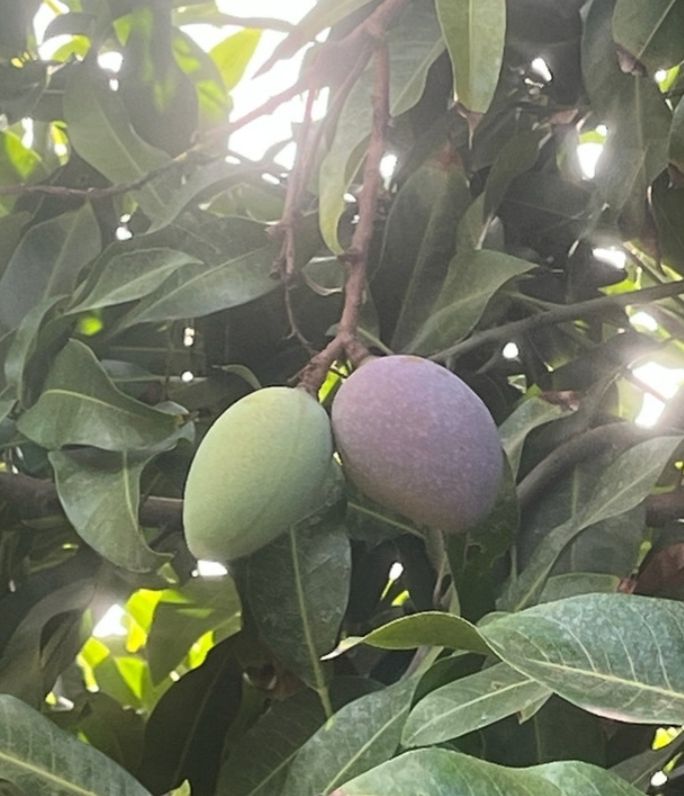 Mango (Kasturi) - Grafted 80-100cm