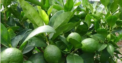Tahitian Lime Organic (Rooted Cutting already fruits)