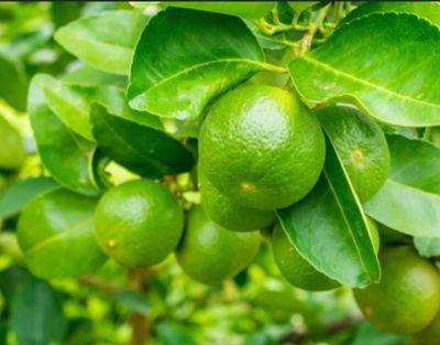 Tahitian Lime Organic (Rooted Cutting already fruits)