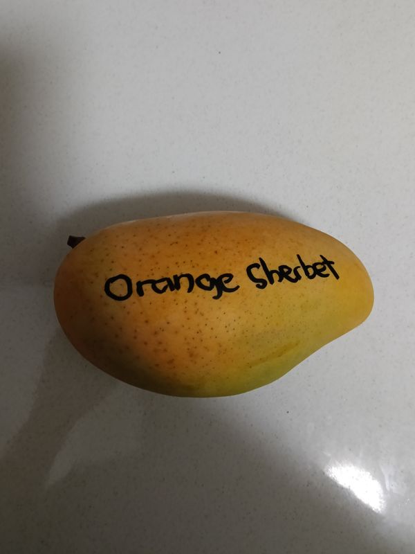 Mango (Orange Sherbet) Grafted - 80cm-100cm