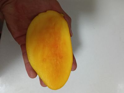 Mango (Orange Sherbet) Grafted - 80cm-100cm