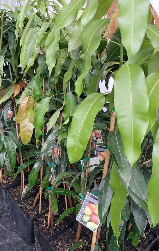 Mango (Langra) Grafted - 80cm