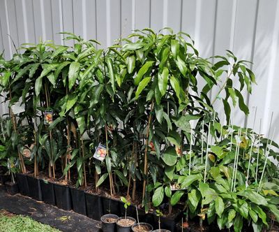 Mango (Chok Anan) Grafted Advanced 80-100cm