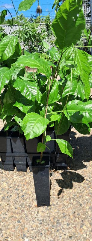 Passionfruit Vine - (Panama Gold) Organic 60-80cm