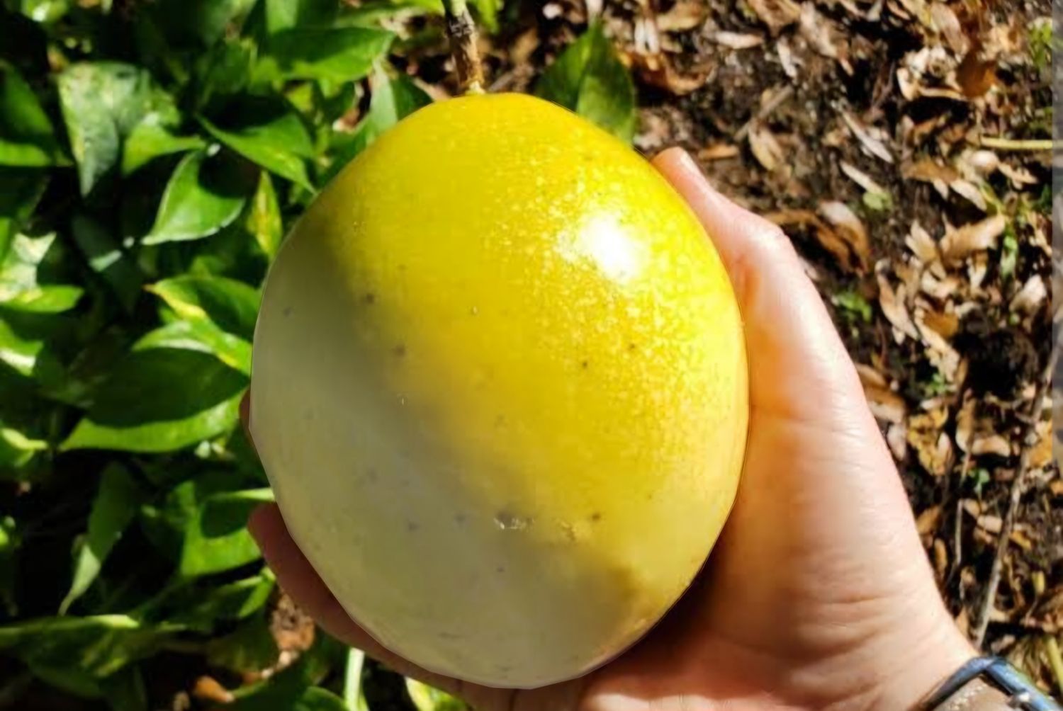 Passionfruit Vine - (Panama Gold) Organic 60-80cm