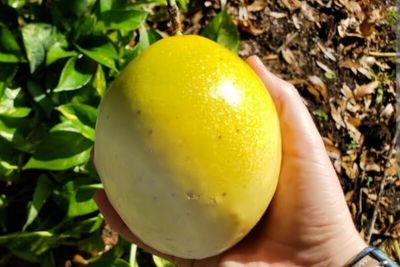 Passionfruit Vine - (Panama Gold) Organic 60-80cm