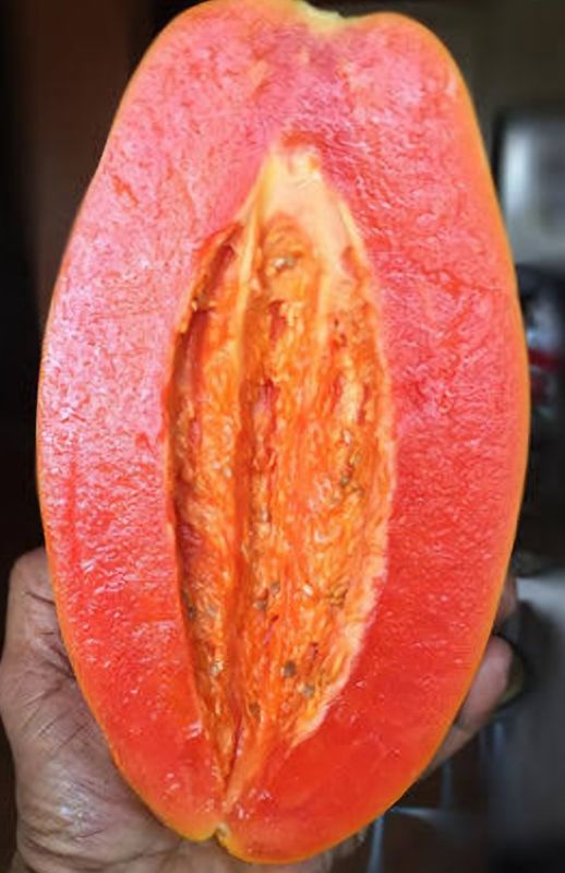 Paw Paw Red Lady Organic 80-100cm