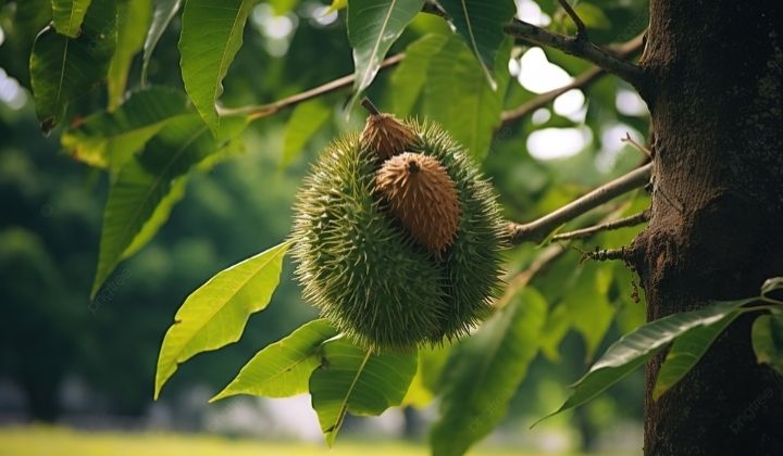 Chestnut tree 80cm - 100cm Organic