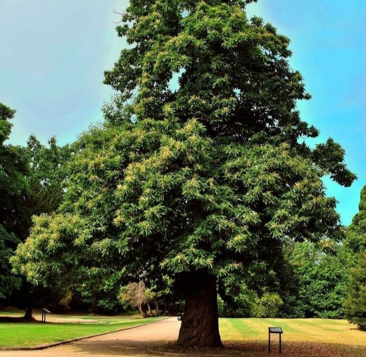Chestnut tree 80cm - 100cm Organic