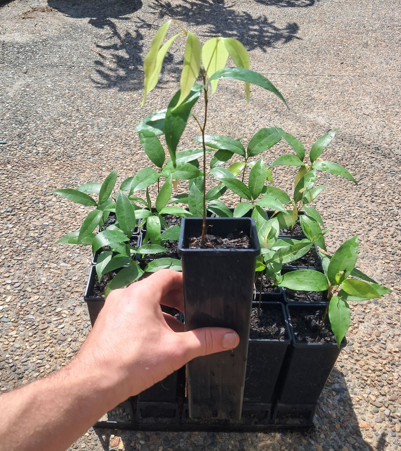 Lychee Seedling (Organic)