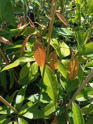 Lychee Seedling (Organic) Size Options Available