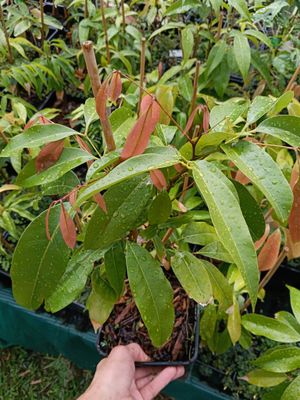 Lychee Seedling (Organic) Size Options Available