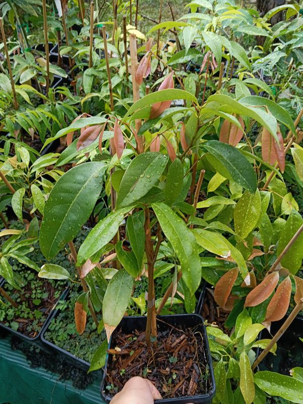 Lychee (Organic) Size Options Available