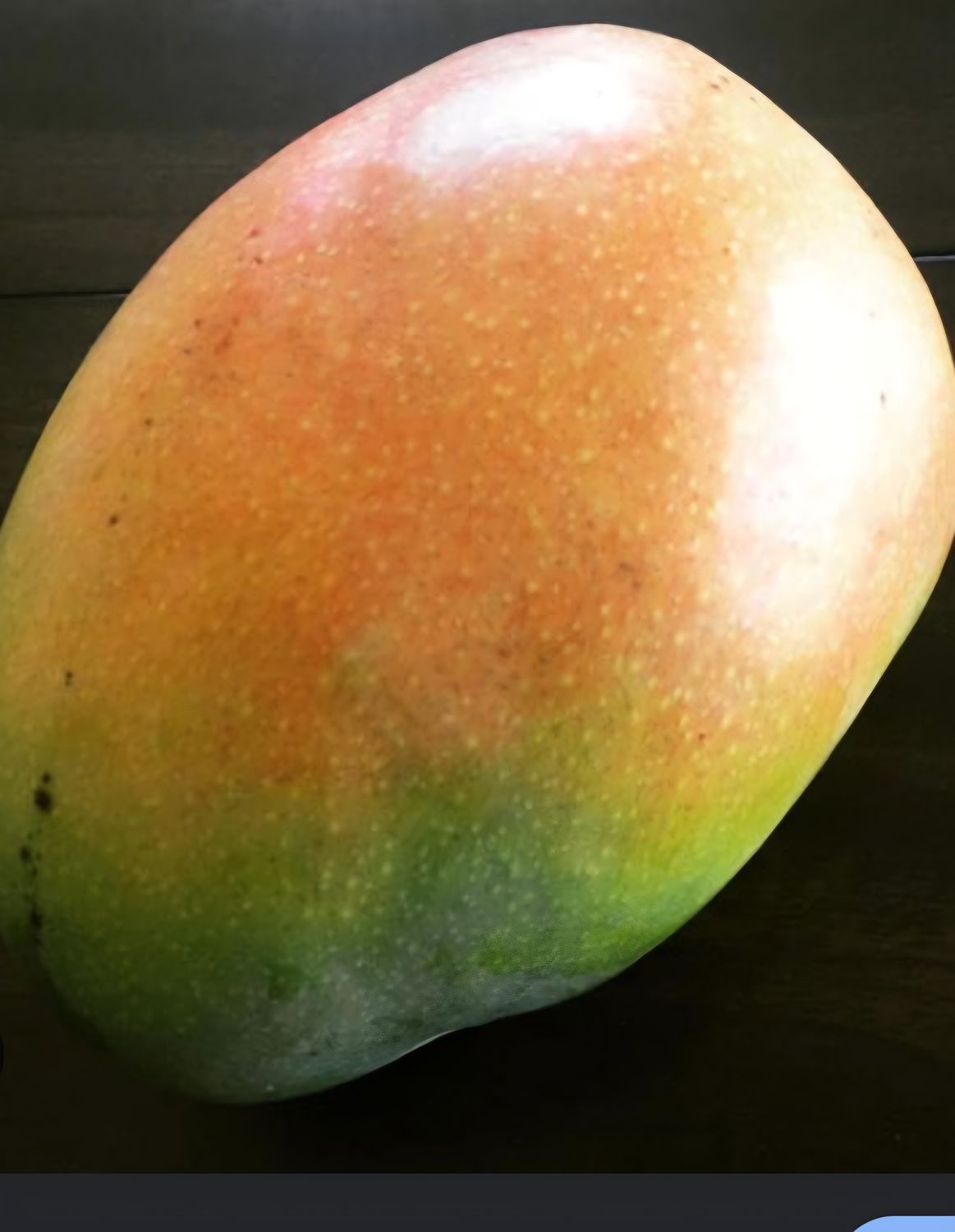 Mango (Beverly) - Grafted  80-100cm