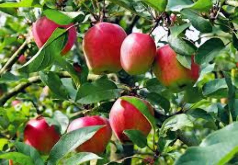 Apple Grafted (Anna) - 80-100cm Organic
