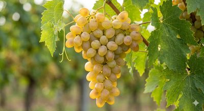 Grape Vine - (Golden Muscat) 60-80cm Organic (QLD Only)