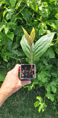 Salak (Snake Fruit) Palm Organic