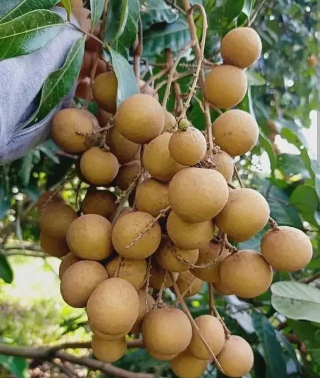 Longan (Chompoo) - Advanced 80-100cm