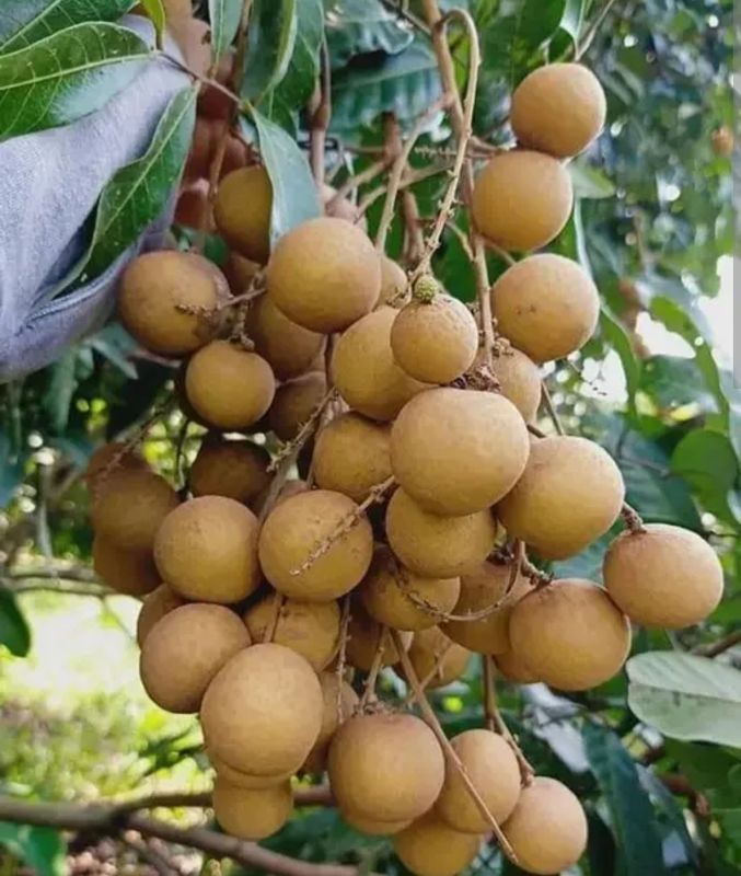 Longan (Chompoo) - Advanced 80-100cm