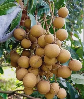 Longan (Chompoo) - Advanced 80-100cm