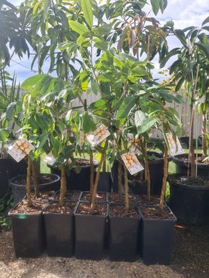 Longan (Chompoo) - Advanced 80-100cm