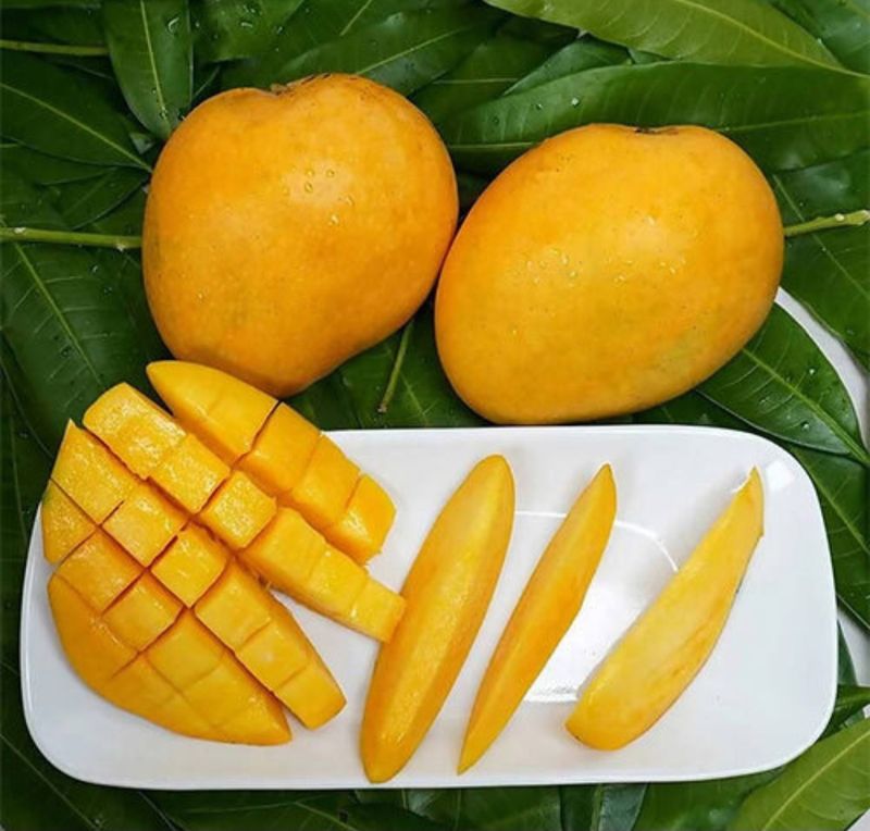 Mango (Banganapalli) - Grafted 60-80cm
