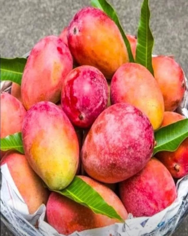 Mango (Red Cheek) - Grafted Advanced 80-100cm