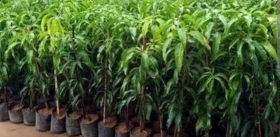 Mango (R.A.D) Grafted - 80cm-100cm