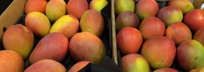 Mango (R.A.D) Grafted - 80cm-100cm