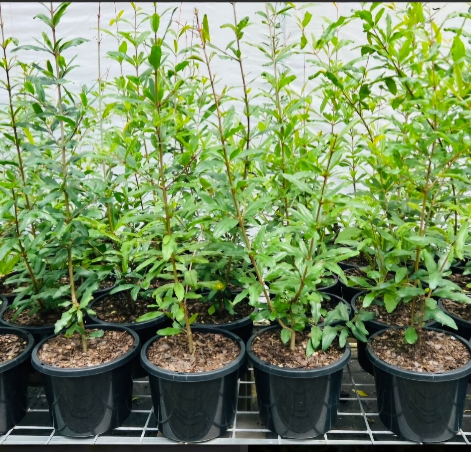 Pomegranate Shepards Special Organic -60-80cm (Option For Seed Grown Also)