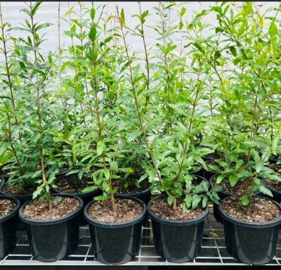 Pomegranate Shepards Special Organic -60-80cm (Option For Seed Grown Also)