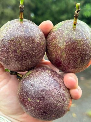 Passionfruit Vine - Grafted (SweetHeart)