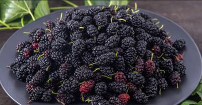 Black Mulberry Tree Rooted 60-80cm (cutting already fruiting) Organic