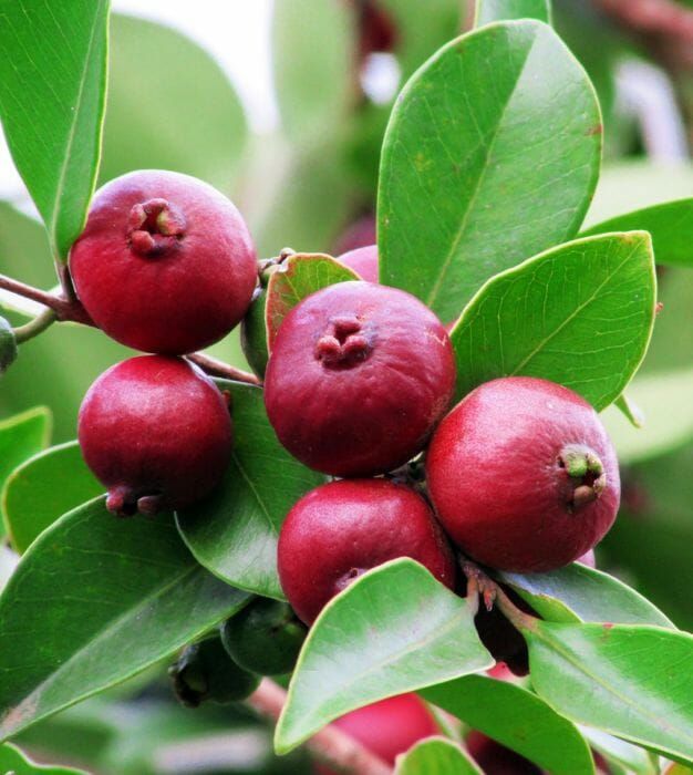 Cherry Guava (Red) - Advanced 80-100cm