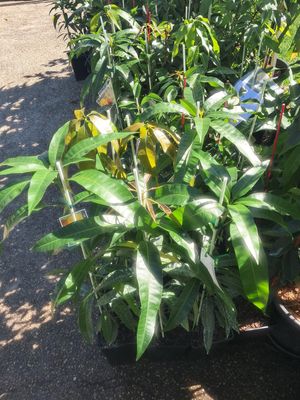 Mango (Fruit Punch) Grafted - 60-80cm