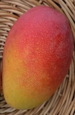 Mango (Fruit Punch) Grafted - 60-80cm