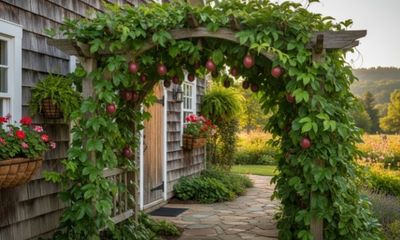 Passionfruit Vine - (Red) Organic 60-80cm