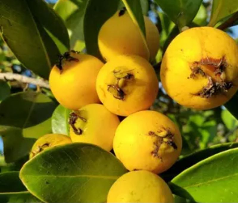 Cherry Guava (Yellow) Seedling Organic