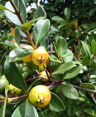 Cherry Guava (Yellow) Seedling Organic