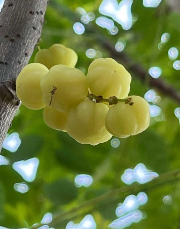 Star Gooseberry Tree Organic 80-100cm (Tahitian Gooseberry)
