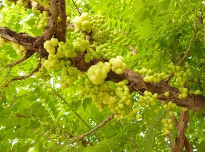 Star Gooseberry Tree Organic 80-100cm (Tahitian Gooseberry)