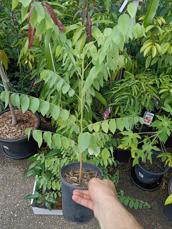 Star Gooseberry Tree Organic 80-100cm (Tahitian Gooseberry)