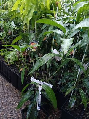 Mango Kasturi/Orange Sherbet (Double Graft) 80cm