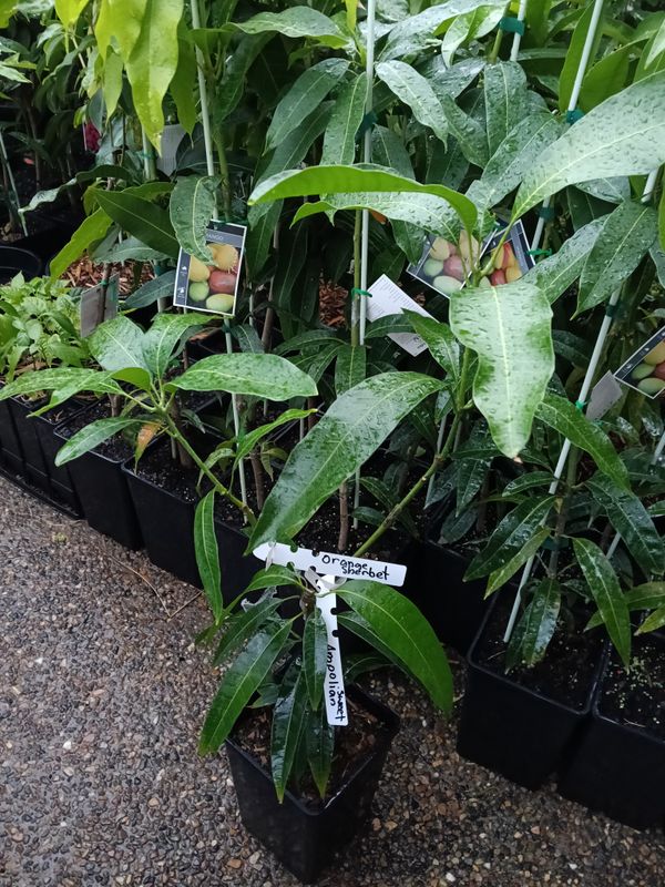 Mango (Double Graft options) Choose Your Combo 80cm-100cm
