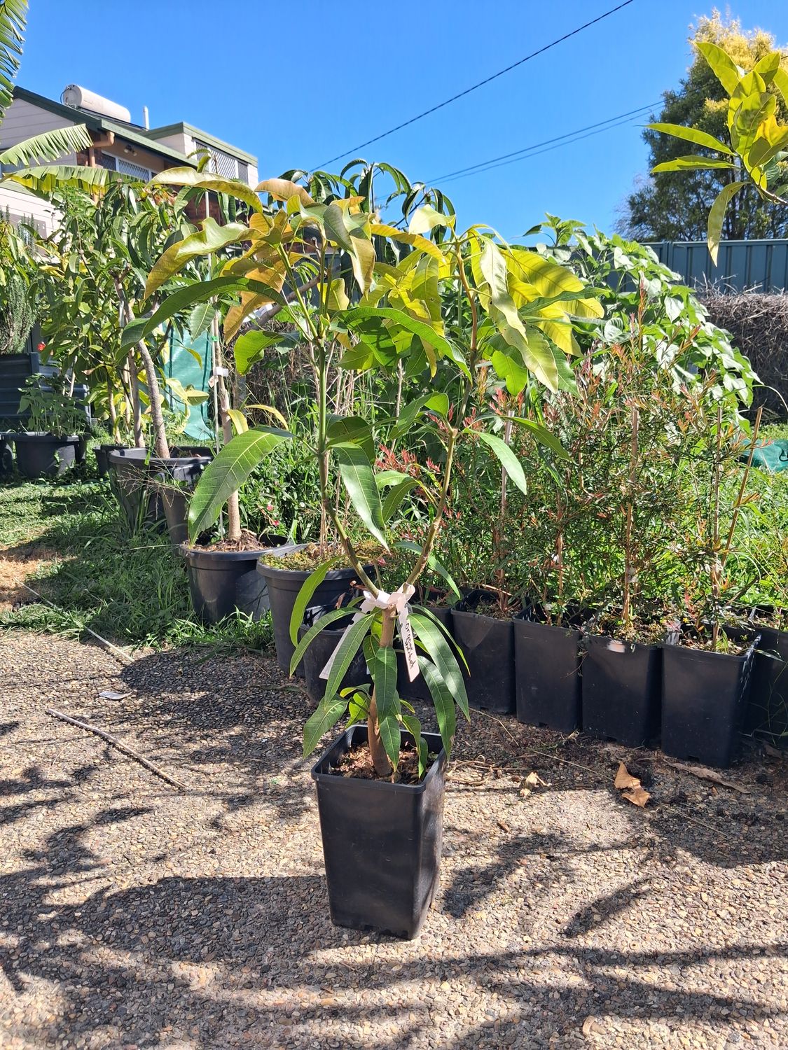 Mango (Double Graft) Orange Sherbet/Ampolian Sweet 80cm-100cm