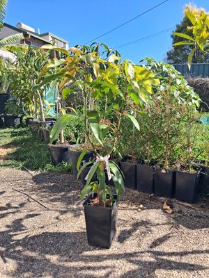 Mango (Double Graft) Orange Sherbet/Ampolian Sweet 80cm-100cm
