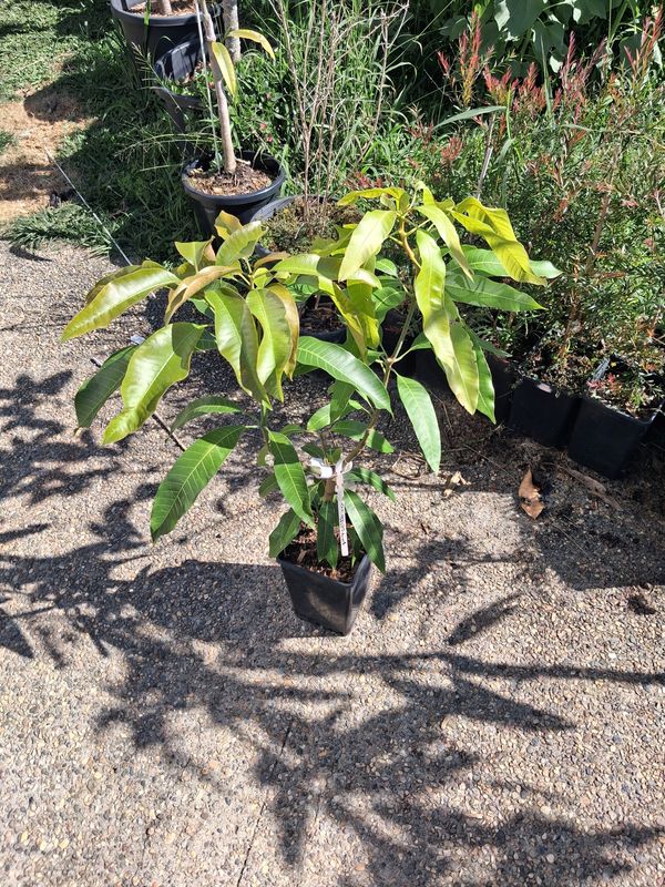 Mango (Double Graft) Orange Sherbet/Ampolian Sweet 80cm-100cm