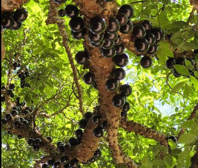 Jaboticaba (Plinia cauliflora) Organic - 80-100cm