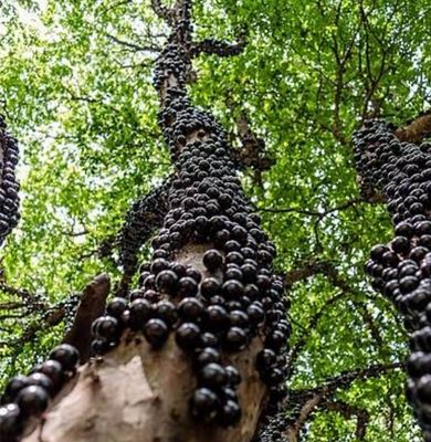 Jaboticaba (Plinia cauliflora) Organic - 80-100cm